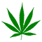 Logo - The Cannabis Boxes
