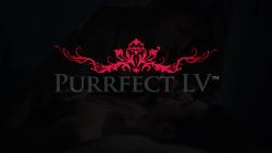 лого - Purrfect LV