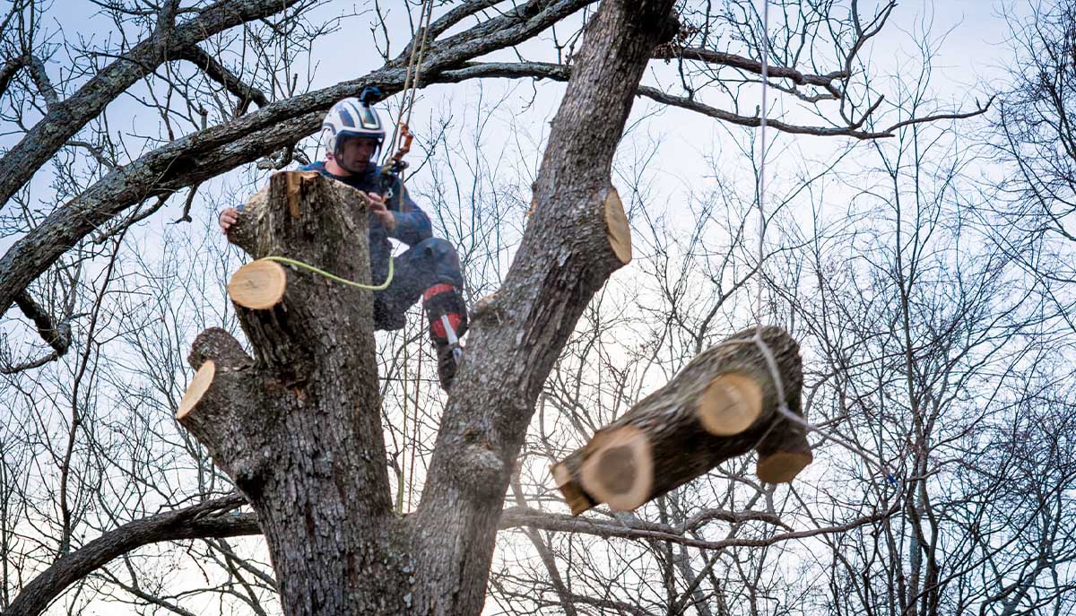 Logo - Rotherham Tree Services