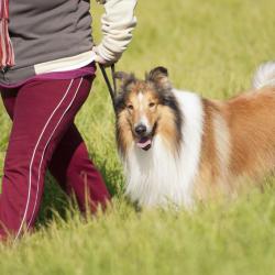 Logo - Top Dog Kennel