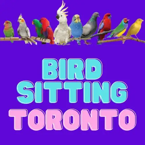 Logo - Bird Sitting Toronto