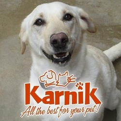 Logo - Karnik Pet Lodge at Central Avenue