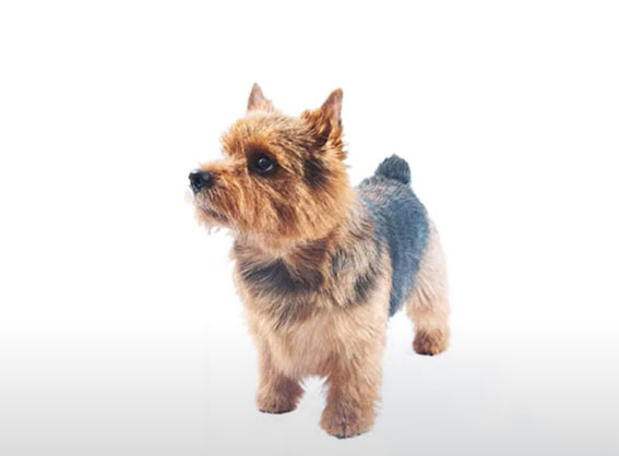 Norwich Terrier